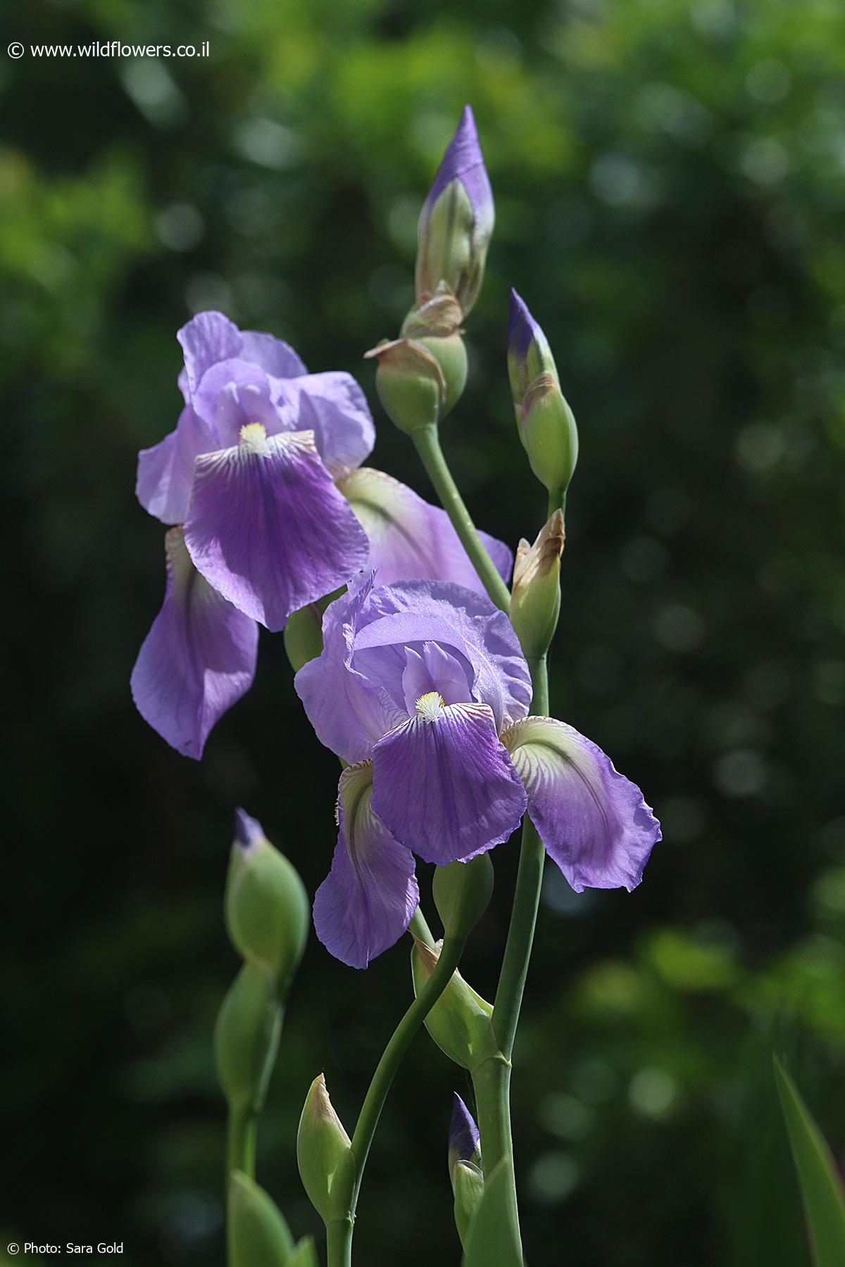 Iris mesopotamica